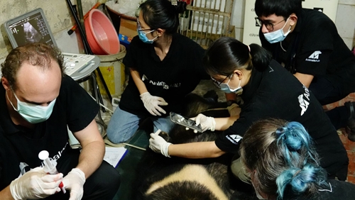 Tổ chức động vật châu Á cứu hộ 3 cá thể gấu nuôi cuối cùng tại Lạng Sơn

